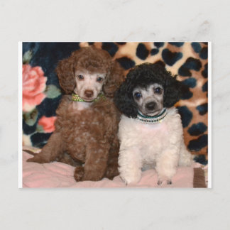 Cartão Postal Dois Poodles Cute Poodle Puppies