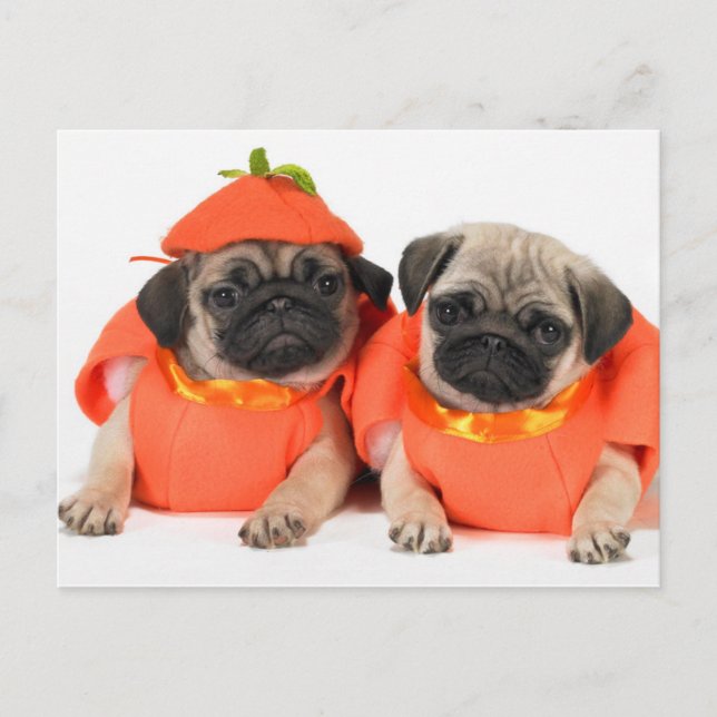 Cartão Postal Dois Pugs (Frente)