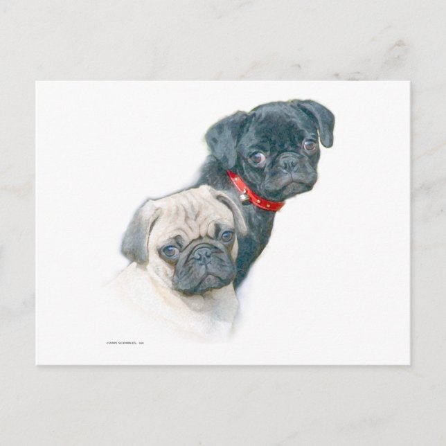 Cartão Postal Dois Pugs (Frente)