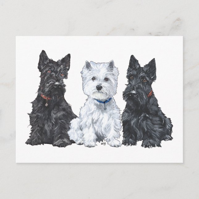 Cartão Postal Dois Scotties e um Westie (Frente)