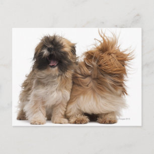 Cartão Postal Dois Shih-Tzus ao vento