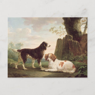 Cartão Postal Dois spaniels numa paisagem
