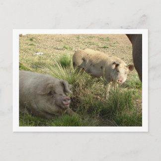 Cartão Postal dois suínos