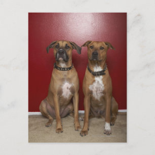 Cartão Postal Dois terríveis estanford americanos sentados