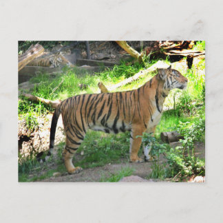 Cartão Postal Dois tigres no zoológico de San Diego