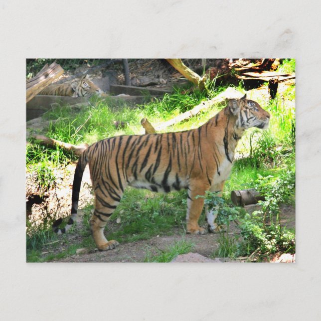 Cartão Postal Dois tigres no zoológico de San Diego (Frente)