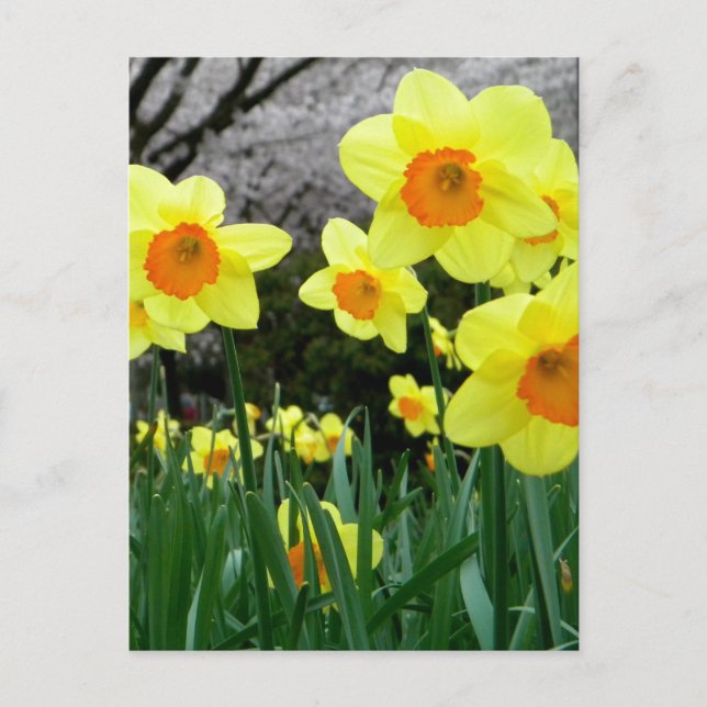 Cartão Postal Dois Tom (Frente)