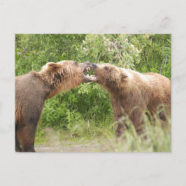 Cartão Postal Dois ursos a lutar em Katmai NP