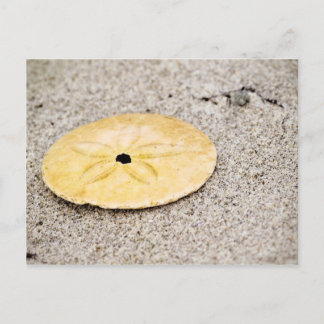 Cartão Postal Dólar de areia de sorte