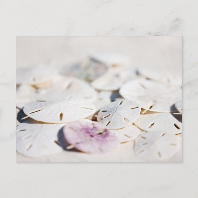 Cartão Postal Dólares de areia (Frente)