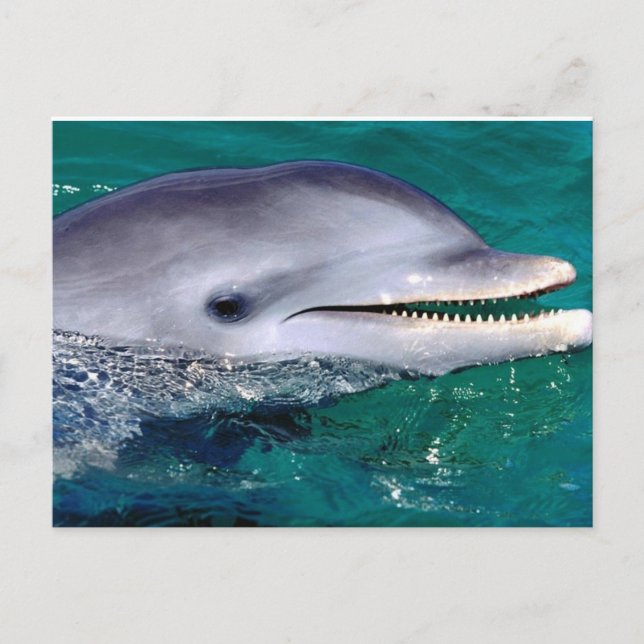 Cartão Postal dolfijn (Frente)