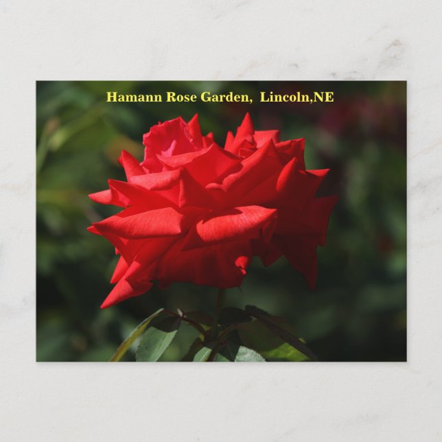 Cartão postal Dolly Parton HRG 700 2014 (Frente)