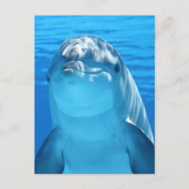 Cartão Postal Dolphin