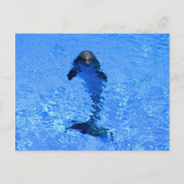 Cartão Postal Dolphin postcard