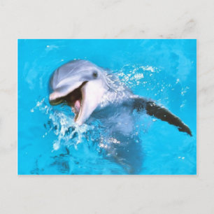 Cartão Postal Dolphin Smiling 2