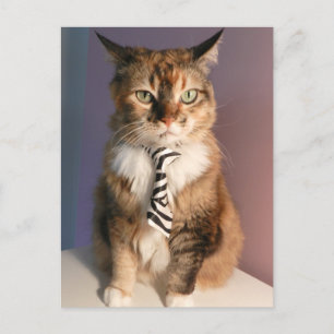 Cartão Postal Domestic cat in a business Tie