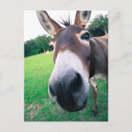 Cartão Postal Donkey