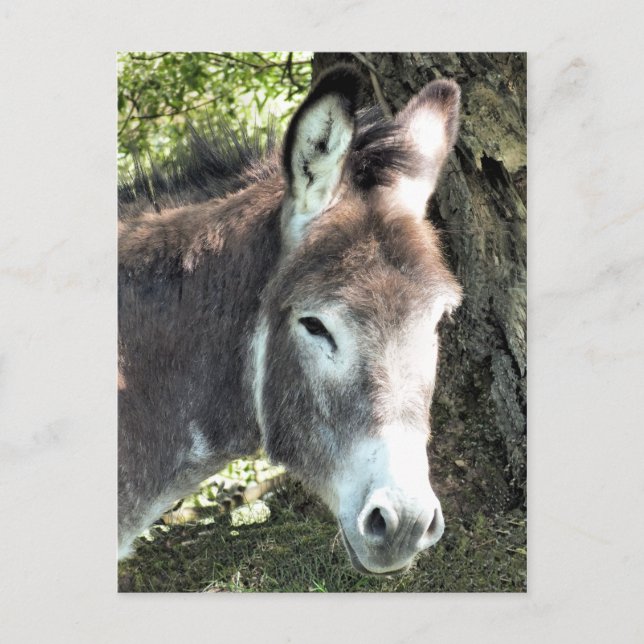 CARTÃO POSTAL DONKEY (Frente)