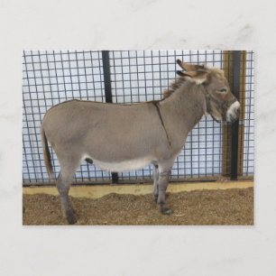 Cartão Postal Donkey
