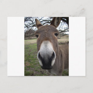 CARTÃO POSTAL DONKEY