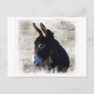 Cartão Postal Donkey