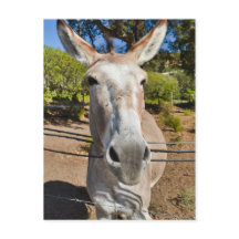Donkey