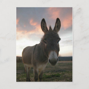 Cartão Postal Donkey Art