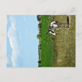 Cartão Postal Donkey em um campo