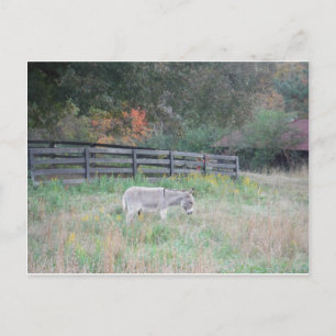 Cartão Postal Donkey em um Campo de outono.