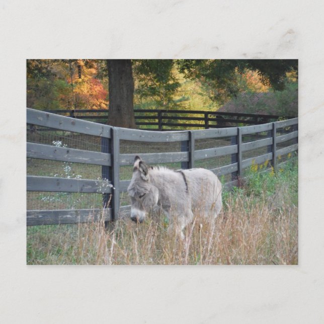 Cartão Postal Donkey em um Campo de outono (Frente)