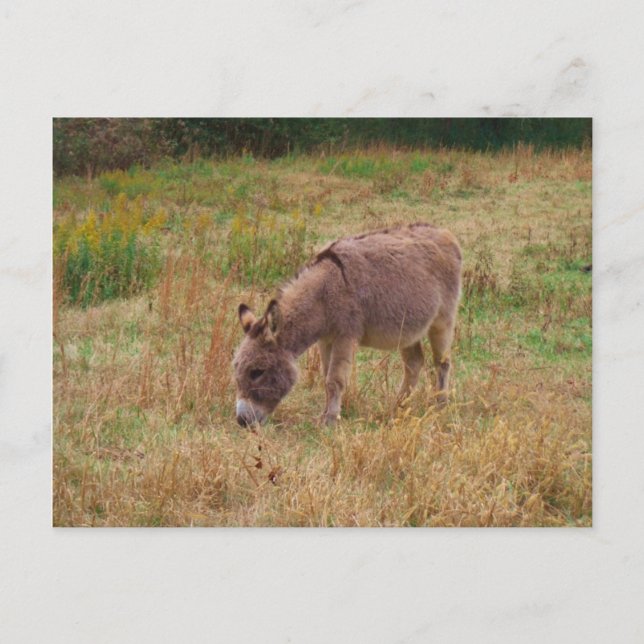 Cartão Postal Donkey em um campo de queda. (Frente)