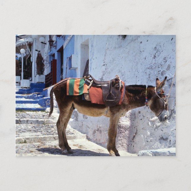 Cartão Postal Donkey, Fira Santorini, Grécia (Frente)