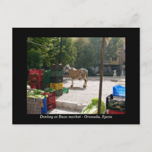 Cartão Postal Donkey no mercado de Baza - Granada, Espanha