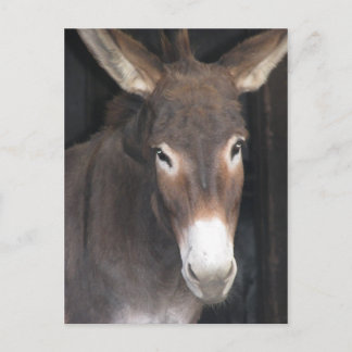 Cartão Postal Donkey Sanctuary Postcard