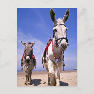 Cartão Postal Donkeys, Blackpool Beach, Inglaterra