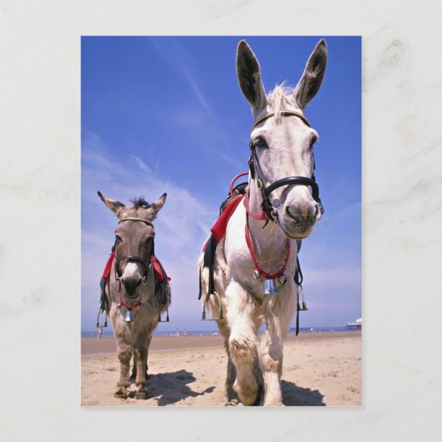 Cartão Postal Donkeys, Blackpool Beach, Inglaterra (Frente)
