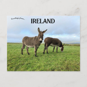 Cartão Postal Donkeys em Doora Irlanda