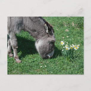 Cartão Postal Donkeys Não Come Daffodils Selvagens