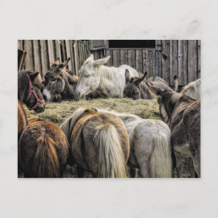 Cartão Postal Donkey's Of The Round Mesa