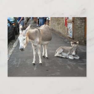 Cartão Postal Donkeys vai para a cidade