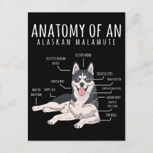 Cartão Postal Dono de Cachorro Engraçado Alaskan Malamute