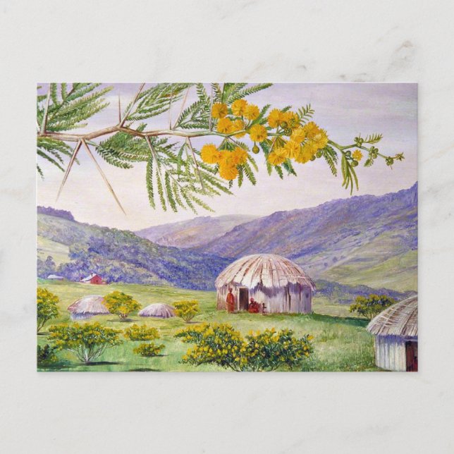 Cartão Postal Doornboom sul-africano e Fingo Huts (Frente)