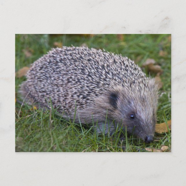 Cartão Postal doouriço (Frente)