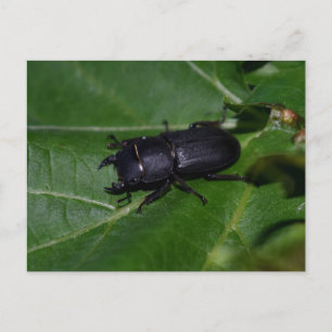 Cartão Postal Dorcus parallelipipedus , o escaravelho inferior