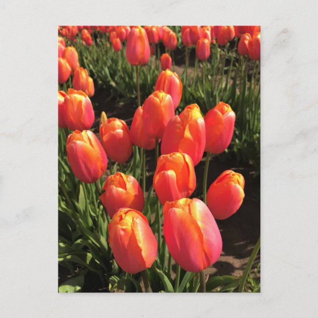 Cartão Postal Dordogne Tulips, Oregon (Frente)