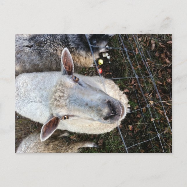 Cartão Postal Doris, a ovelha (Frente)