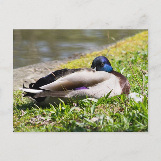 Cartão Postal Dormindo Mallard (Frente)