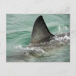 Cartão Postal Dorsal aileron of a Great White shark