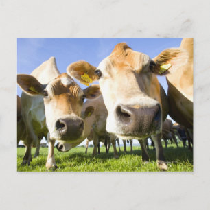 Cartão Postal Dorset, Reino Unido