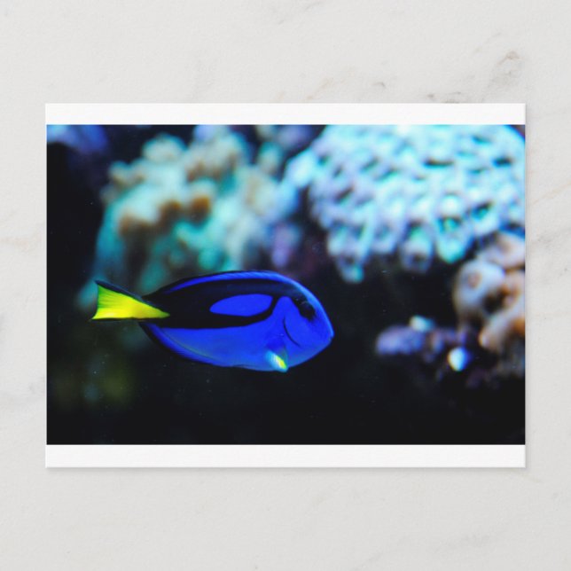 Cartão Postal Dory, Peixe Azul Tang (Frente)